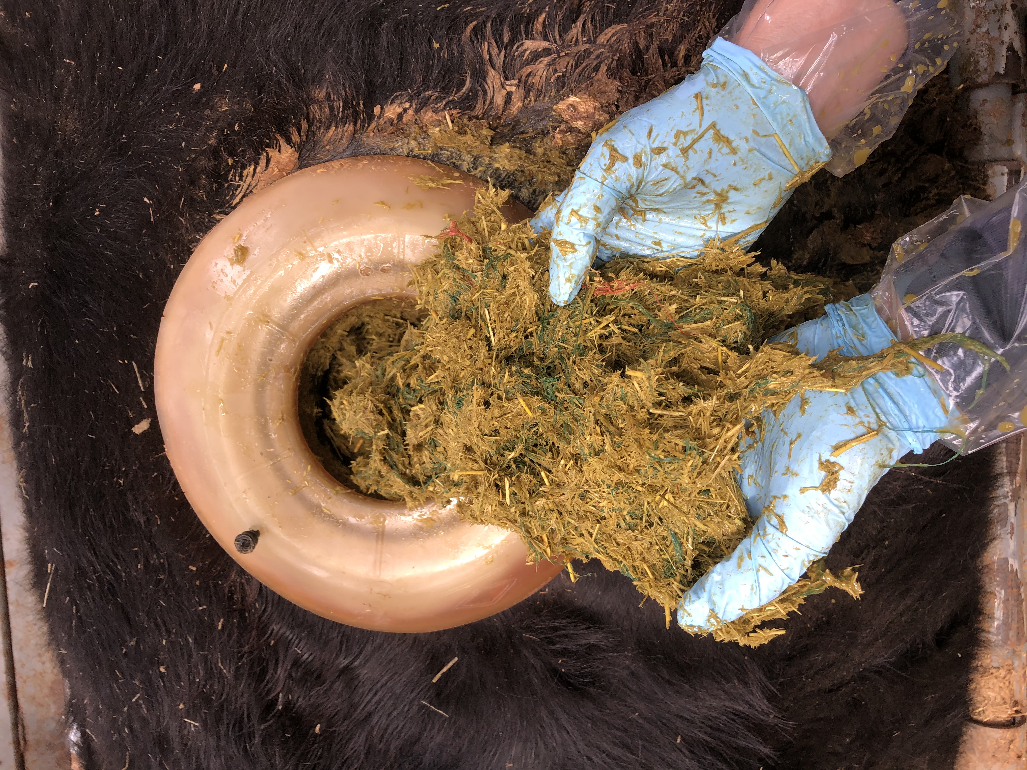 Net wrap ball as it is being removed through the rumen cannula.  Approximately 10 inches across and 12 inches long at this point.